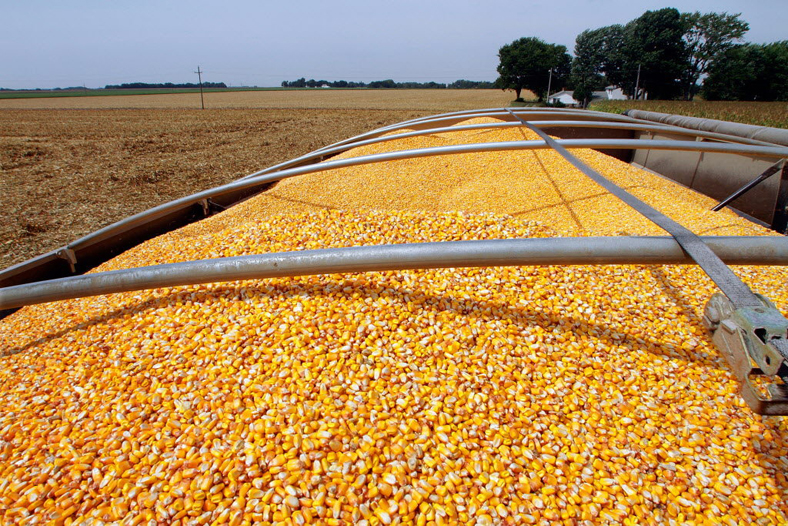 corn harvest